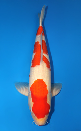 Kohaku - koi #x0915s011