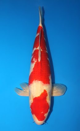 Kohaku - koi #x0915s016