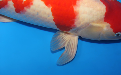Kohaku - koi #x0915s016 - Side View A