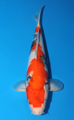 Showa - koi #x0915s017