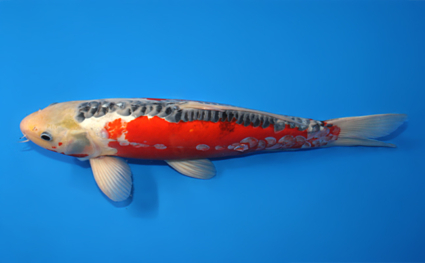 Shusui - koi #x0915s019 - Side View A