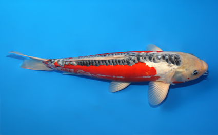 Shusui – koi #x0915s019 - Image 3