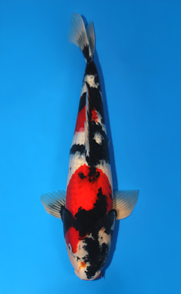 Showa - koi #x0915s020
