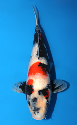 Showa - koi #x0915s021