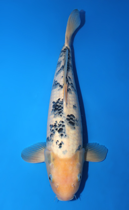 Bekko - koi #x0915s022