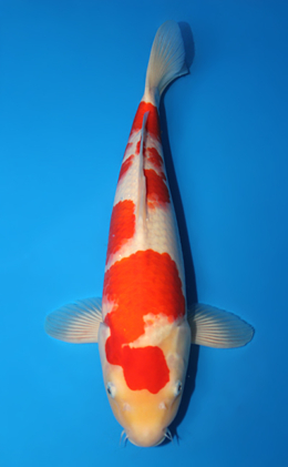 Kohaku - koi #x0915s023