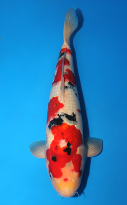 Taisho Sanke - koi #x0915s024