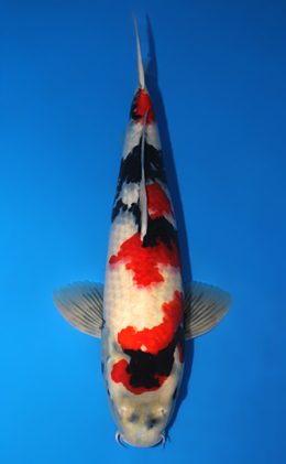 Showa - koi #x0915s027