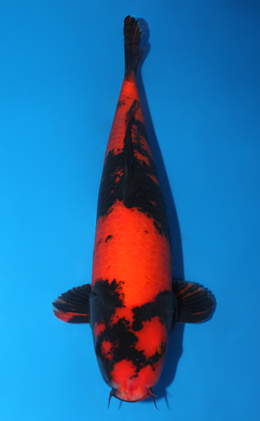 Hi Utsuri - koi #x0915s028