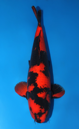 Hi Utsuri - koi #x0915s029