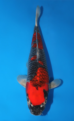 Ochibashigure - koi #x0915s031