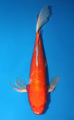 Hirenaga Orange Ogon - koi #x0915s033