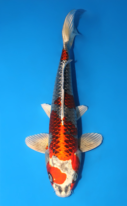 Kujyaku - koi #x0915s036