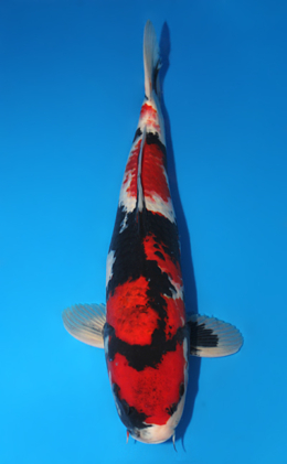 Showa - koi #x0915s037