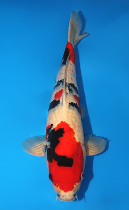 Showa - koi #x0915s038