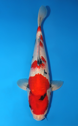 Showa - koi #x0915s039