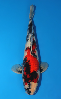 Showa - koi #x0915s045