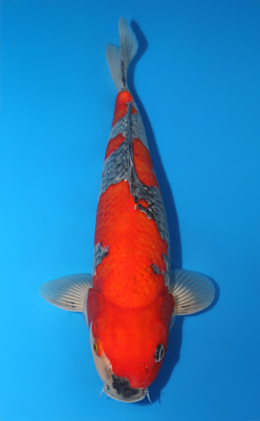 Goshiki - koi #x0915s046