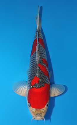 Goshiki - koi #x0915s048