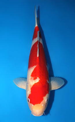 Kohaku - koi #x0915s049