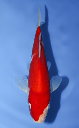Kohaku - koi #x0917a004