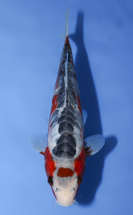 Shusui - koi #x0917a006