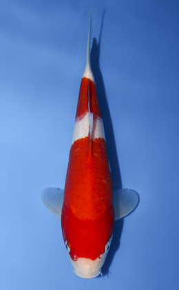 Kohaku - koi #x0917a007