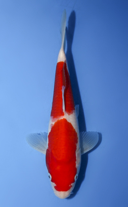 Kohaku - koi #x0917a009