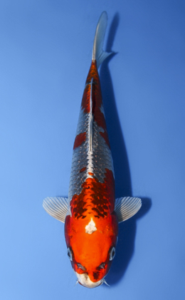 Kujyaku - koi #x0917a011