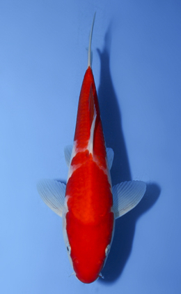 Kohaku - koi #x0917a013