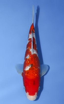 Ginrin Sanke - koi #x0917a015