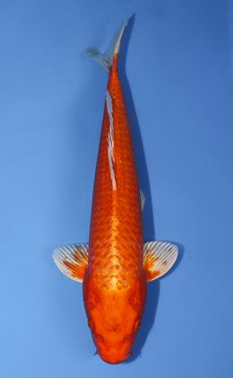 Orange Ogon - koi #x0917a019