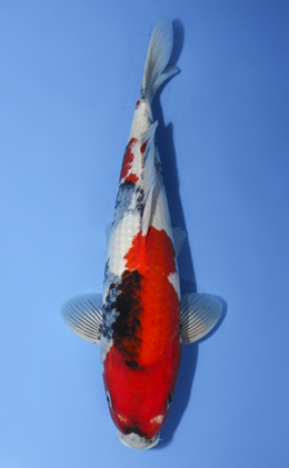 Showa - koi #x0917a021