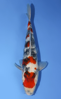 Showa - koi #x0917a023