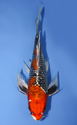 Hirenaga Kujyaku - koi #x0917a024