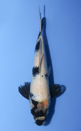 Shiro Utsuri - koi #x0917a025