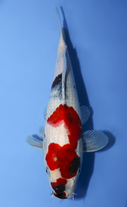 Showa - koi #x0917a028