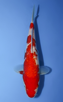 Ginrin Kohaku - koi #x0917a029