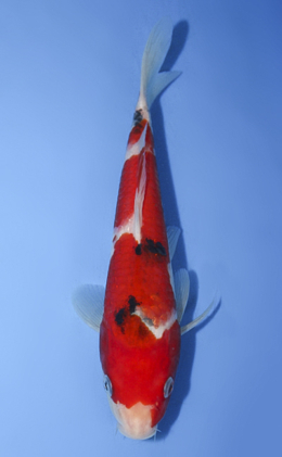 Taisho Sanke - koi #x0917a030