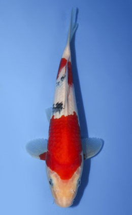 Taisho Sanke - koi #x0917a034