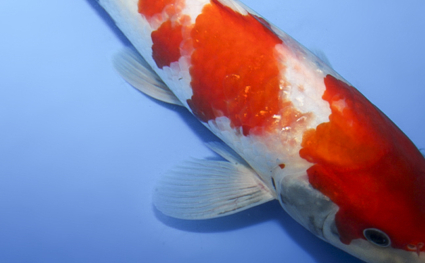 Showa - koi #x0917a037 - Side View A