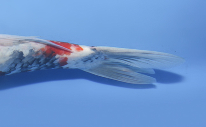 Showa – koi #x0917a037 - Image 3
