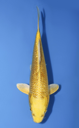 Ginrin Ogon - koi #x0917a042