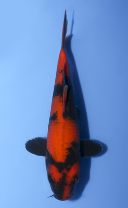 Hi Utsuri - koi #x0917a044