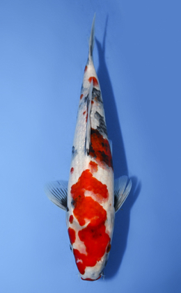 Showa - koi #x0917a045