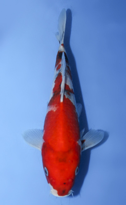 Showa - koi #x0917a047