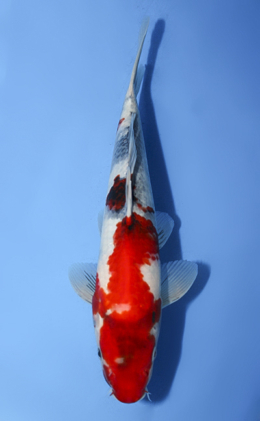 Showa - koi #x0917a048