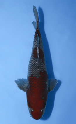 Ochibashigure - koi #x0917a049