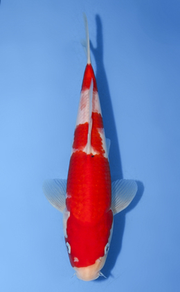 Kohaku - koi #x0917a052