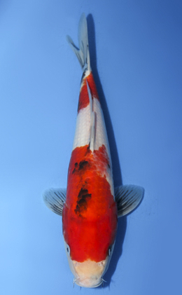 Showa - koi #x0917a058